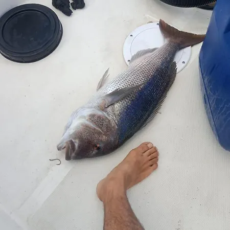 Levante Appartamento