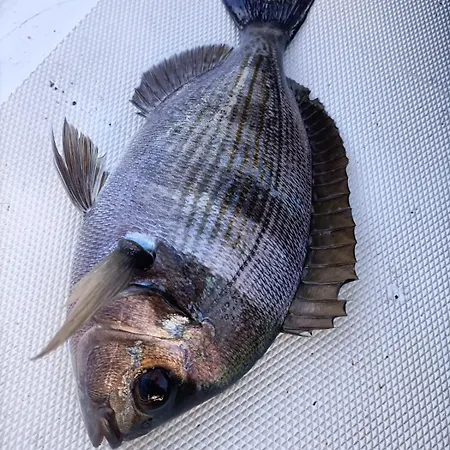 Appartamento Levante *